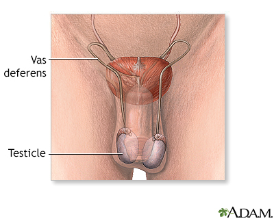 Male reproductive anatomy
