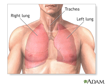 Pulmonary lobectomy - series - Normal anatomy