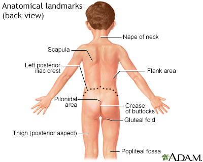 Anatomical landmarks - back view