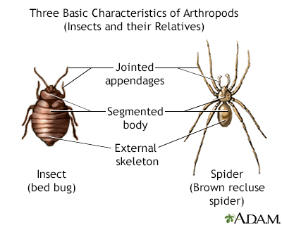 Arthropods - basic features