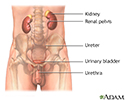 Male urinary tract