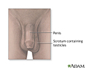 Testicular anatomy