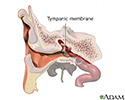 Tympanic membrane