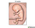 Fetus at 10 weeks