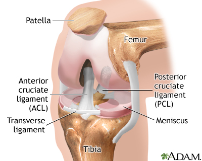 Knee arthroscopy - series - Normal anatomy
