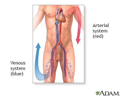 Venous thrombosis - series - Normal anatomy