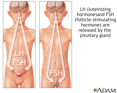 Steroid hormones meaning