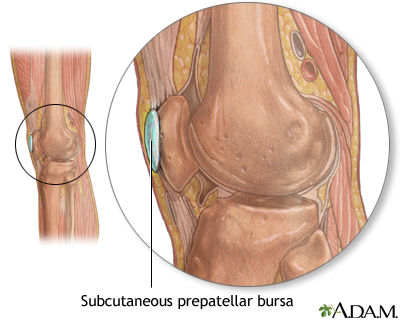 Bursa of the knee