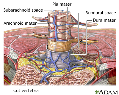 Meninges of the spine