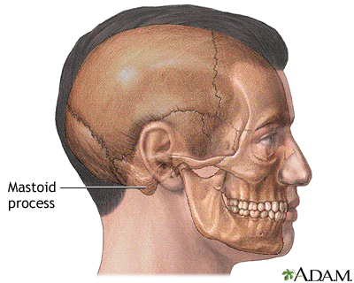 gorilla skull mastoid process