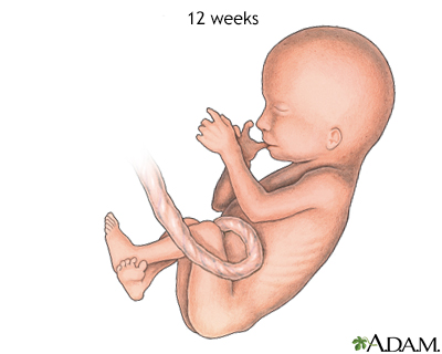 Fetal Development