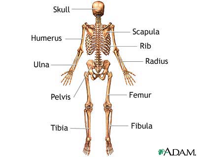 Skeleton (posterior view)